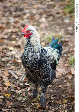 Cock hen on a ground 9080863