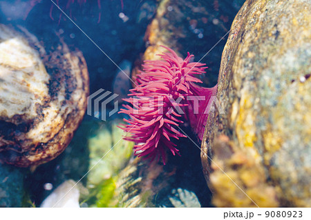 Sea anemone at Runde Island (Norway) 9080923