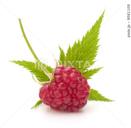 Sweet raspberry isolated on white background cutout 9081109