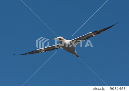 Northern Gannet (Morus bassanus) 9081463