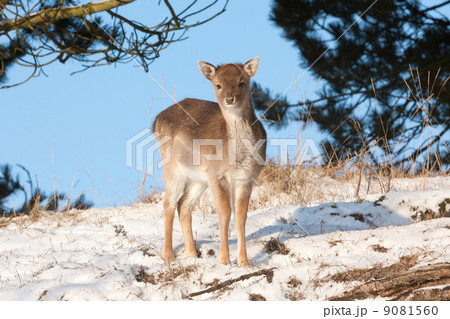 Fallow deer (Dama dama) Fallow deer (Dama dama) 9081560