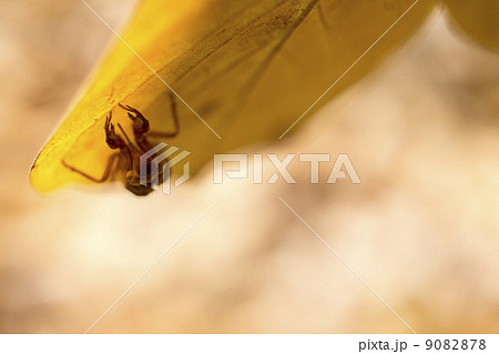 セミの抜け殻とハクモクレンの葉 9082878