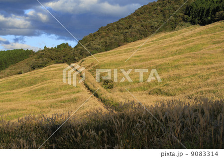 仙石原のススキ 仙石原のススキ 9083314