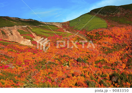 乗鞍高原の紅葉 9083350
