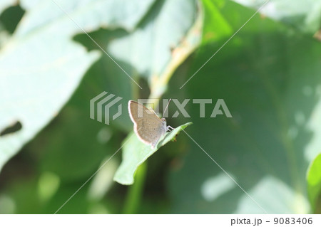 ヒメシルビアシジミ ヒメシルビアシジミ 9083406