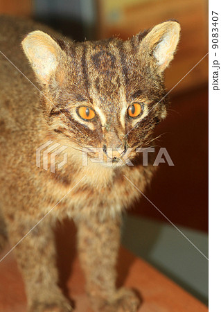 イリオモテヤマネコ 9083407