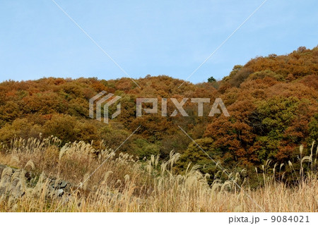 黄色紅葉の森林 黄色紅葉の森林 9084021