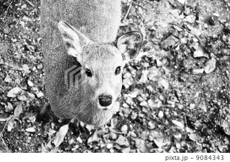 見つめる鹿 見つめる鹿 9084343