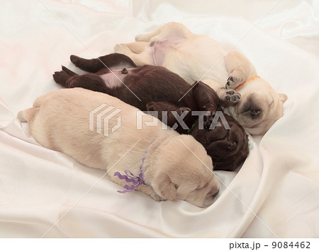 three labrador retriever puppies three labrador retriever puppies 9084462