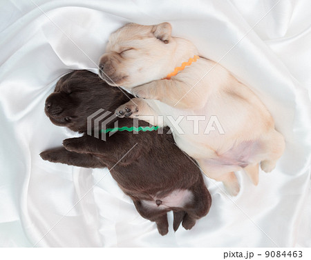 two labrador retriever puppies two labrador retriever puppies 9084463