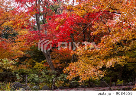 宝筐院の紅葉 9084659