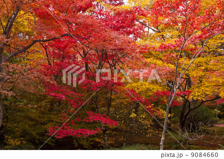 宝筐院の紅葉 9084660