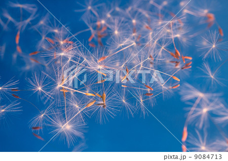 たんぽぽの種 9084713