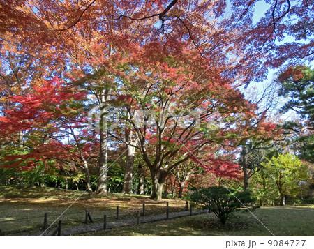 都立殿ヶ谷戸庭園の紅葉 9084727