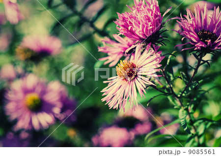 Chrysanthemum flowers 9085561