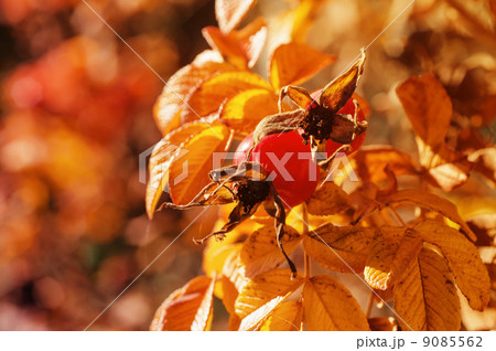 Rosehip berries 9085562