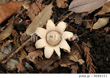 フクロツチガキ フクロツチガキ 9086151