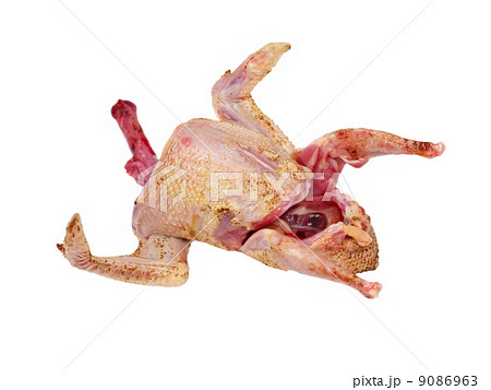 Raw pigeon bird.Isolated. Raw pigeon bird.Isolated. 9086963