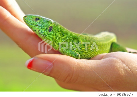 Green lizard on a women palm. Green lizard on a women palm. 9086977