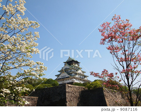 大阪城とハナミズキの花 9087116