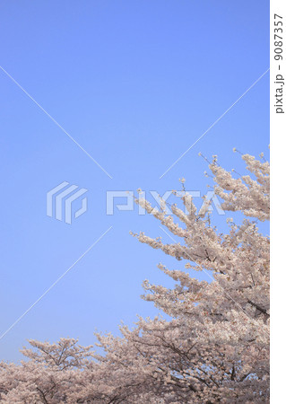 桜 桜 9087357