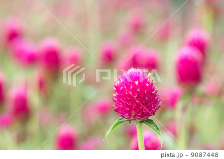 千日草　花の写真素材 9087448