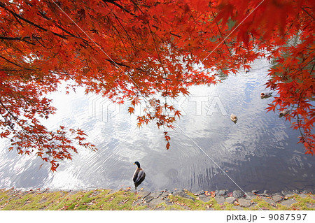 紅葉の中のカモ 9087597