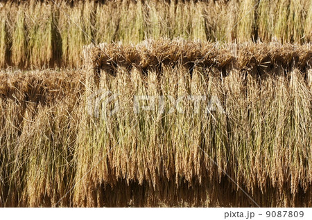 稲穂　はざ掛け　ヨコ 9087809