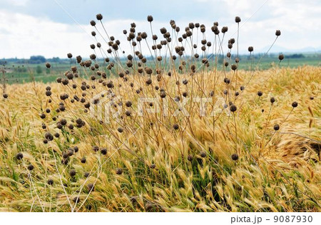 トルコ周遊行 トルコ周遊行 9087930