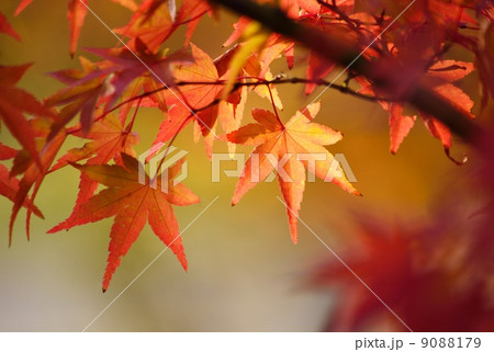 初冬の紅葉を透過光でとらえる 9088179