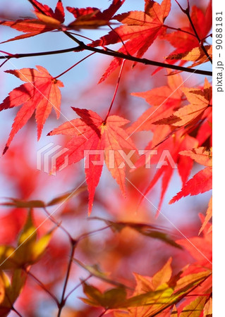 初冬の紅葉を透過光でとらえる 初冬の紅葉を透過光でとらえる 9088181