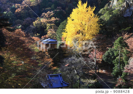 行道山のイチョウ 行道山のイチョウ 9088428