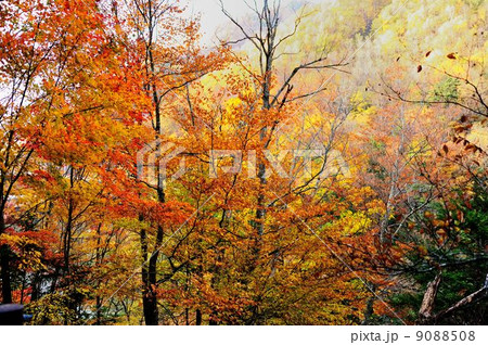 錦秋の西沢渓谷散策行 錦秋の西沢渓谷散策行 9088508