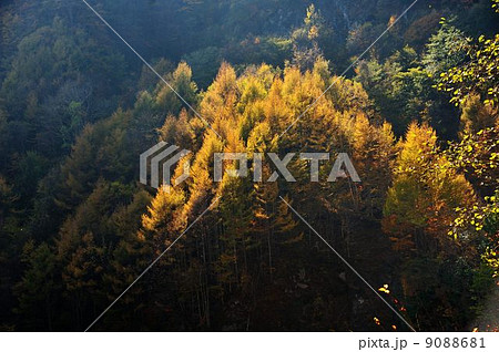 錦秋の西沢渓谷散策行 錦秋の西沢渓谷散策行 9088681