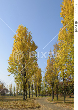 秋の公園 9088805