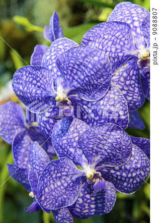 ランの花 ランの花 9088807