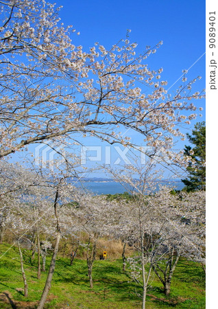 西行戻しの松公園の桜 西行戻しの松公園の桜 9089401