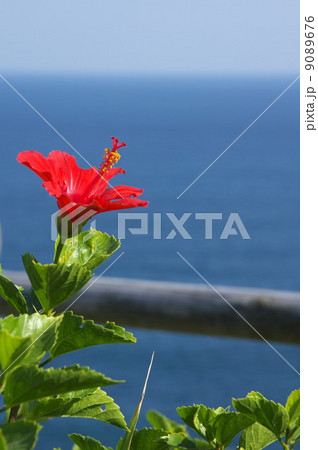 常夏イメージ 9089676