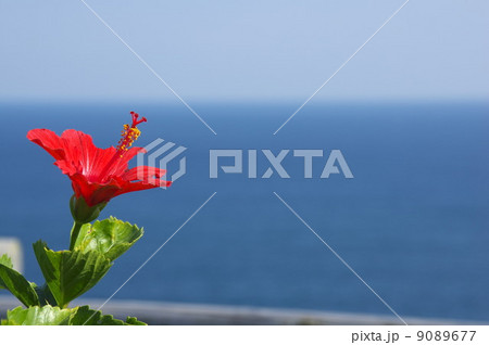 常夏イメージ 9089677