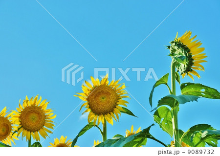 夏の背景素材・ヒマワリの花のフレーム・青天バック横位置 9089732