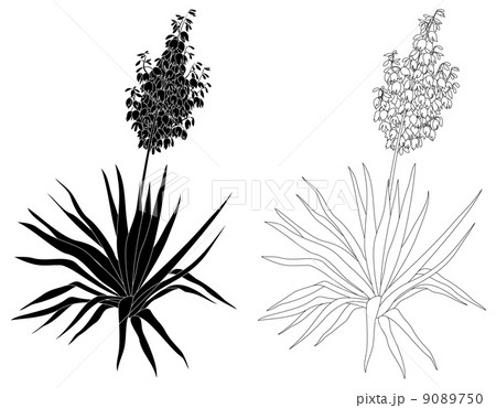 Plant Yucca, contours and silhouettes 9089750
