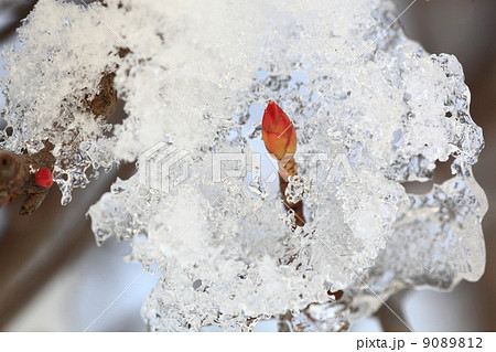 雪の中の冬芽　 9089812