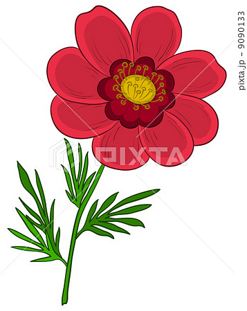 Flower Adonisのイラスト素材