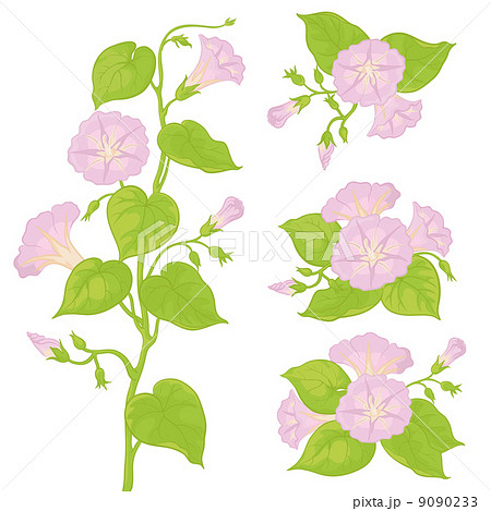 Flowers ipomoea with leaves Flowers ipomoea with leaves 9090233