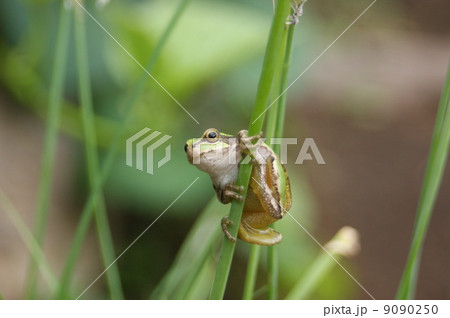 ニホンアマガエル ニホンアマガエル 9090250