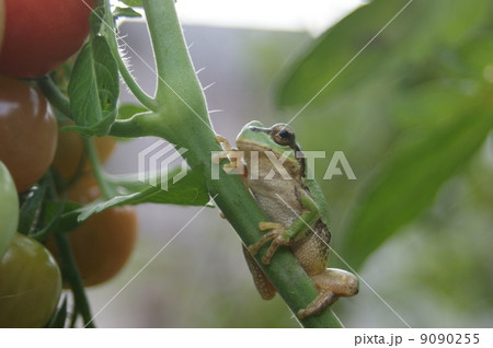 ニホンアマガエル ニホンアマガエル 9090255