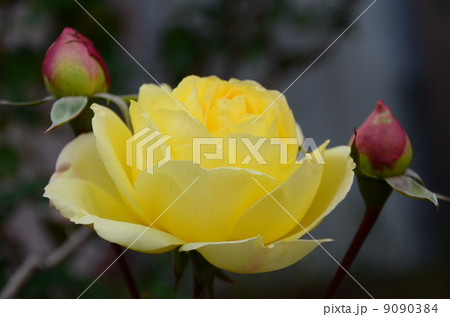 バラの花 バラの花 9090384