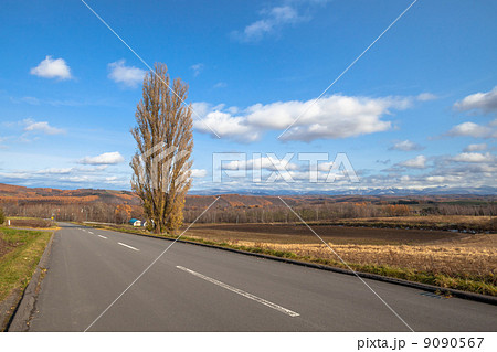 美瑛　ケンとメリーの木 9090567