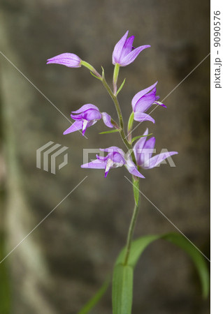 Wild orchid flower near Moens Klint in Denmark Wild orchid flower near Moens Klint in Denmark 9090576