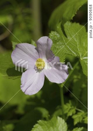 シラネアオイ 9090668